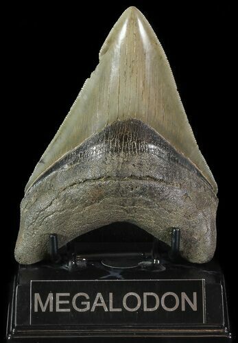Serrated, Megalodon Tooth - Georgia #70036